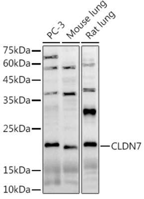 Western Blot: Claudin-7 AntibodyBSA Free [NBP2-92405]